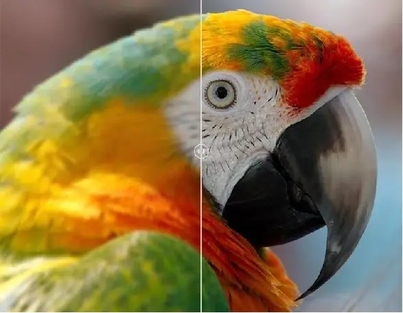 画像のぼかしを解除する AI オンラインは、鮮明な鳥の写真を作成するのに役立ちます 画像のぼかしを解除する AI オンラインは、鮮明な鳥の写真を作成するのに役立ちます
