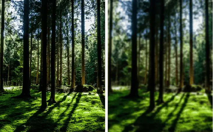 画像のぼかしを解除する AI オンラインは、鮮明な鳥の写真を作成するのに役立ちます 画像のぼかしを解除する AI オンラインは、鮮明な鳥の写真を作成するのに役立ちます